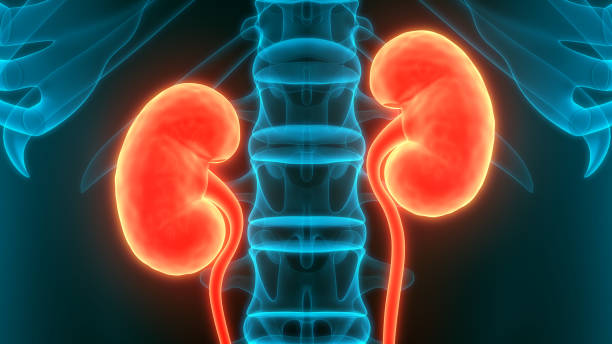 Renal Disease: Causes, Symptoms And Treatment