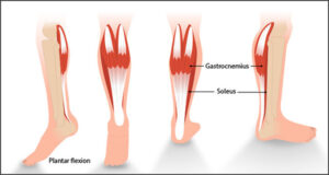 The Best Ways to Improve Your Calf Muscle Strength