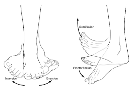 What Is Foot Flexion and Extension?
