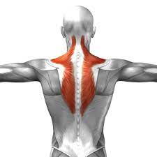 What Is Lower Trapezius Pain?