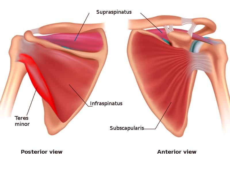 The Definitive Guide to Rotator Cuff Injuries