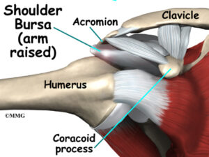 What Is A Rotator Cuff?