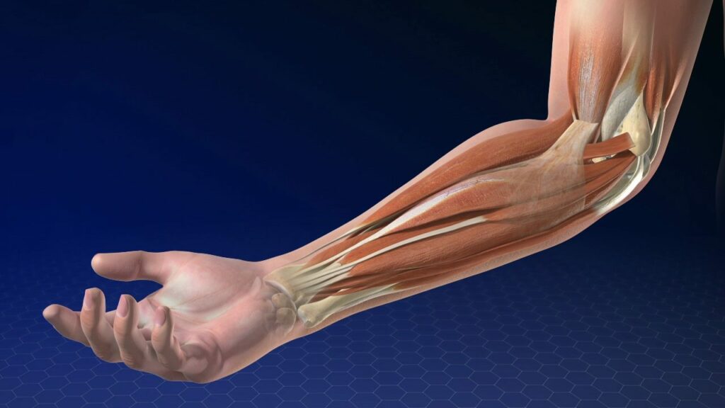 How Physical Therapy Helps In Medial Epicondylitis (Golfer's Elbow)