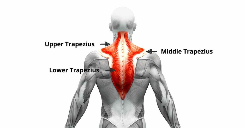 Trapezius Pain After Sleeping? Here’s What You Can Do About It