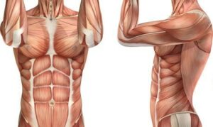 What Is Core Muscle Injury?
