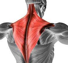 What Is Trapezius Pain?