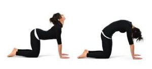 Cat-cow stretches