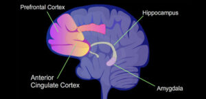 Medical Amygdala Anxiety Treatment Options