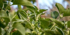 Can Ashwagandha Help OCD?